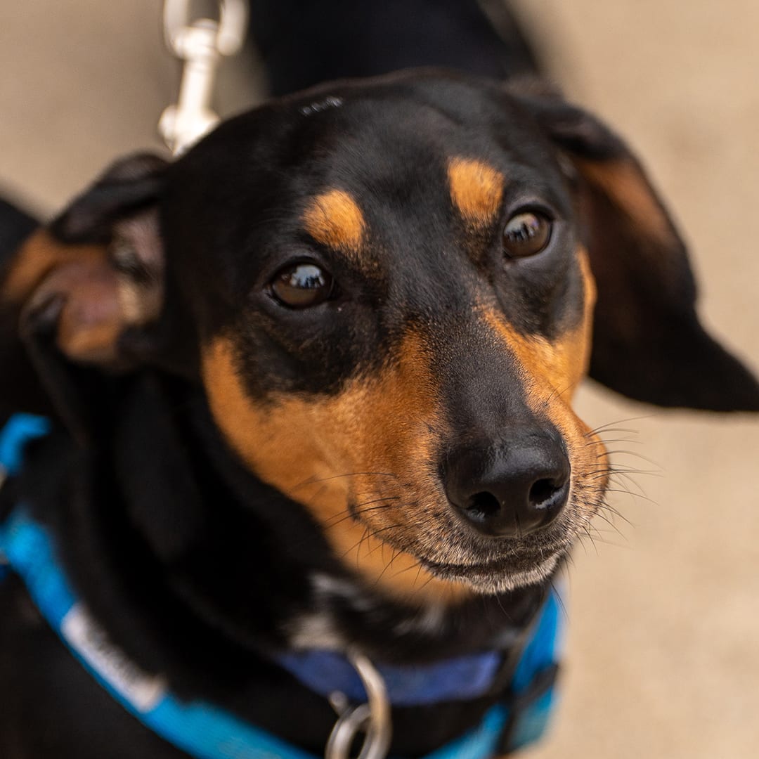DAWG Night: Weiner (Dachshund) Night