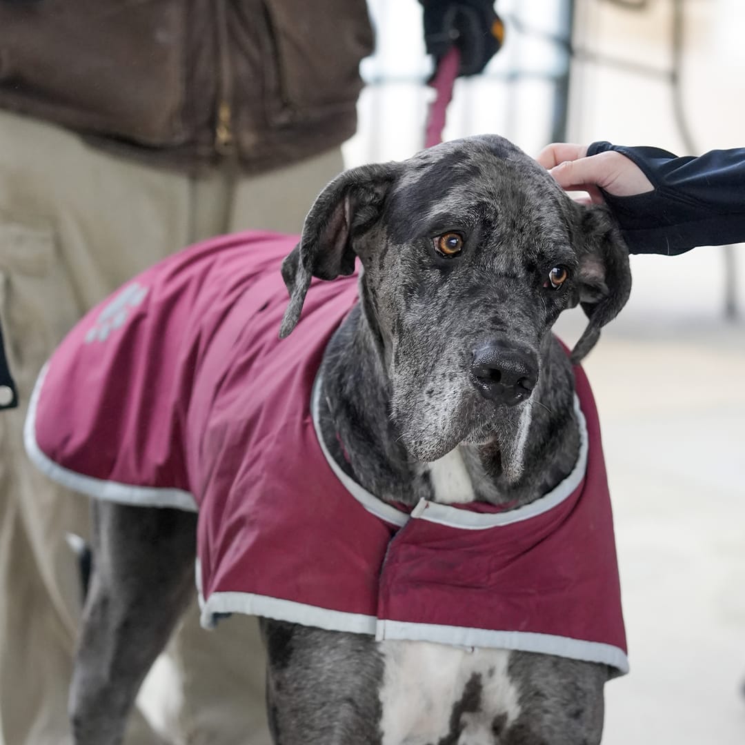 DAWG Night: Great Danes