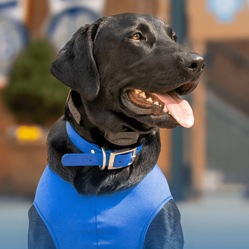 Champ the Bat Dog