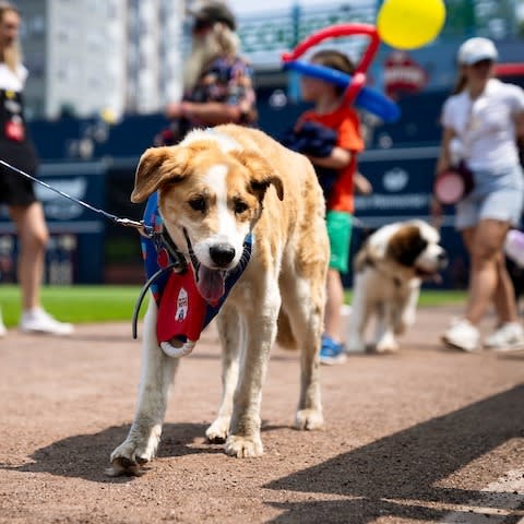 Bark in the Park presented by Veterinary Urgent Care Center Worcester