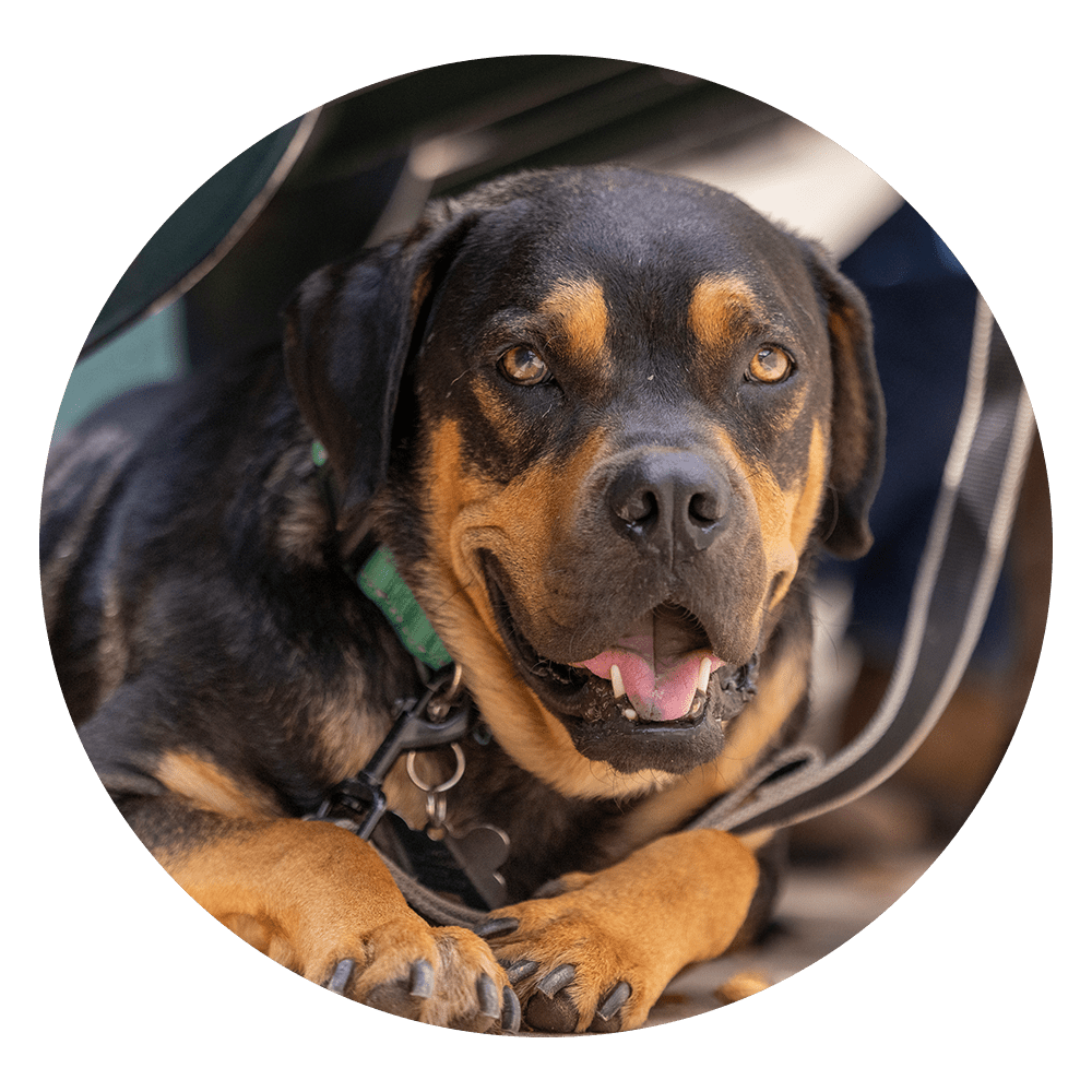 Bark in the Park
