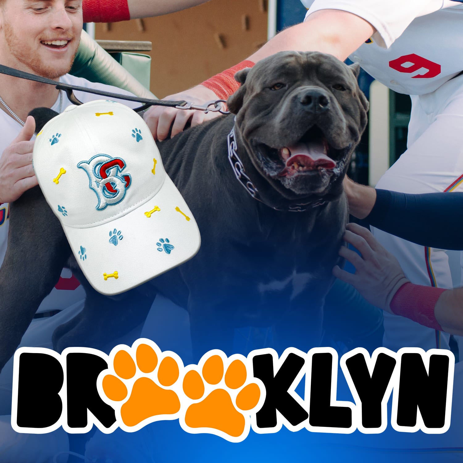 Bark in the Park