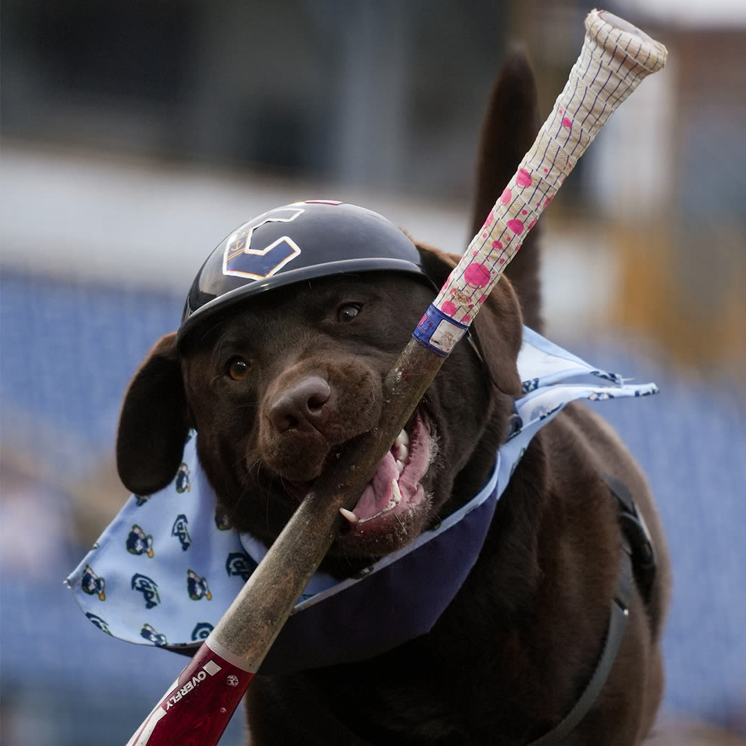 DAWG Night presented by Thirsty Dog