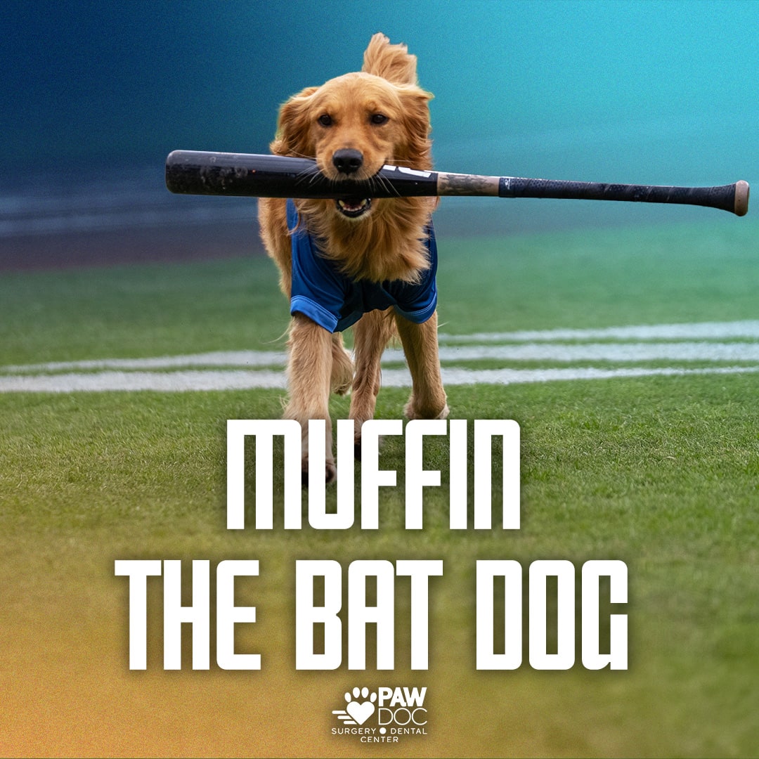 Muffin the Bat Dog