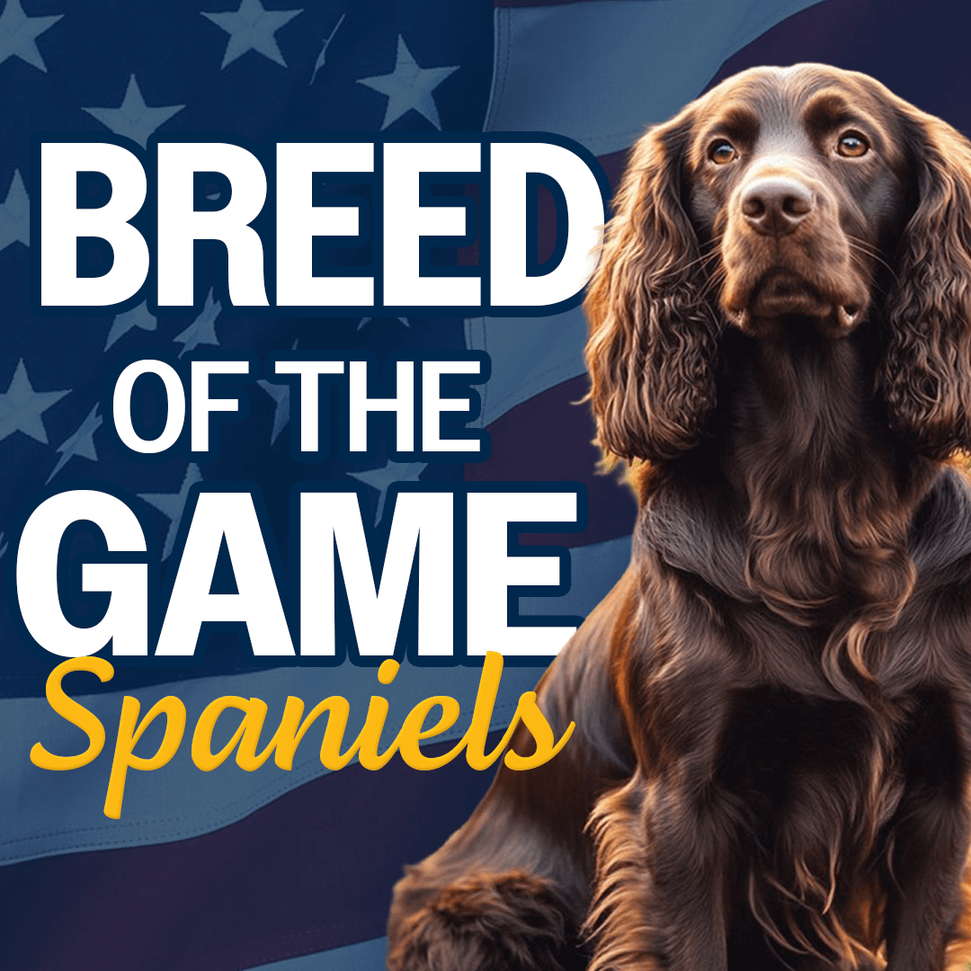 Dog Breed of the Game: Spaniels