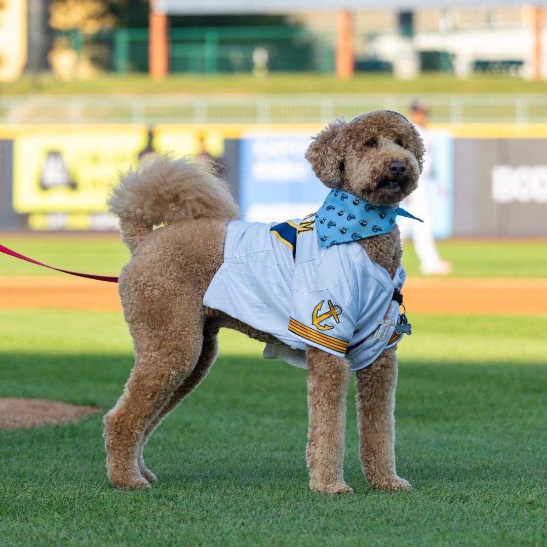 Swipe Right Night / DAWG Night: Labradoodles (2+ Dog Night)