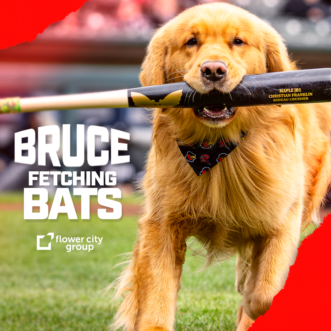 Bruce Fetching Bats