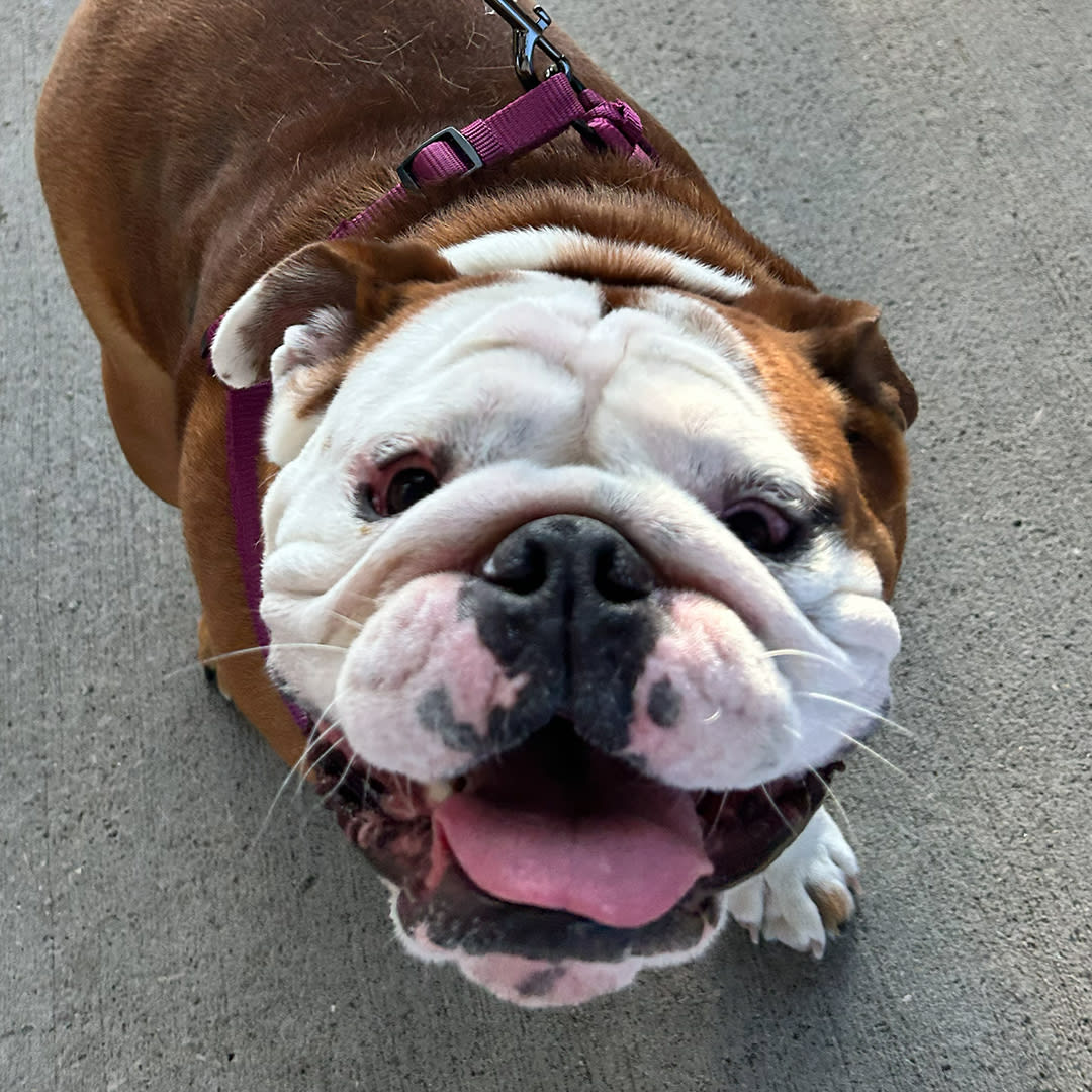 DAWG Night: Bulldogs