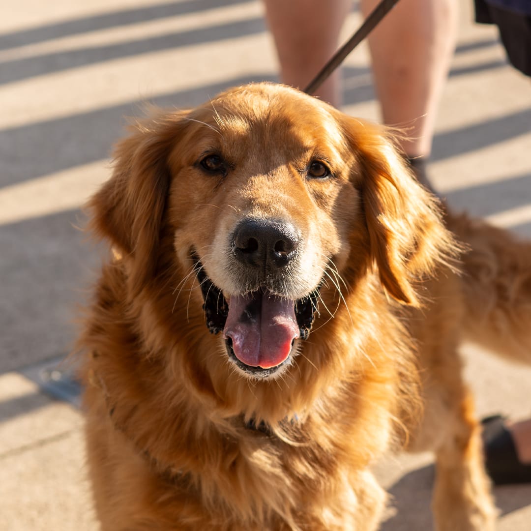 DAWG Night: Golden Retrievers