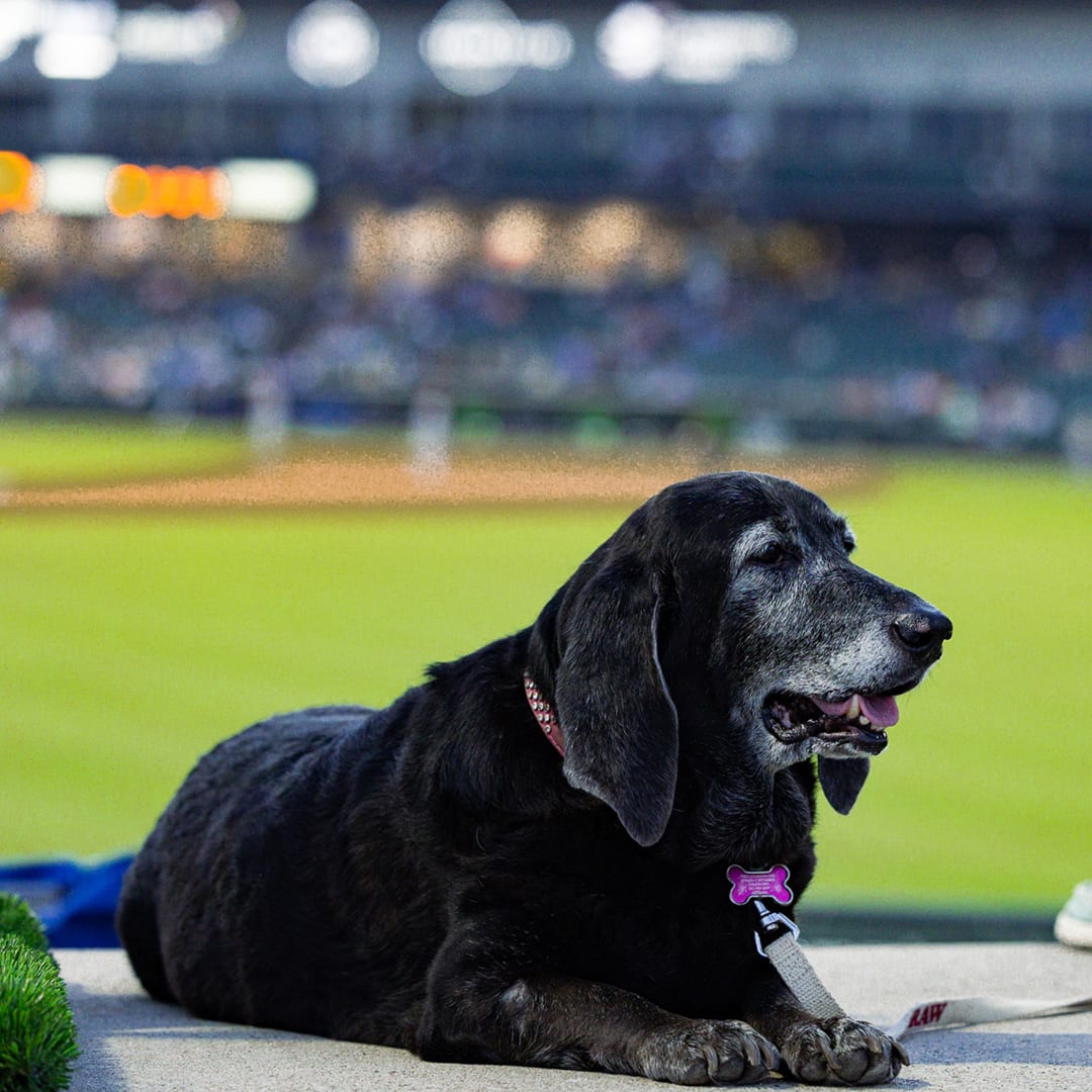 Bark in the Park