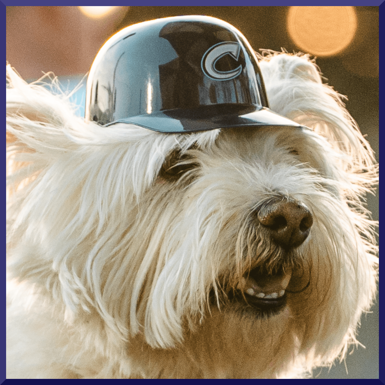 PUPPYPALOOZA (presented by Nationwide Pet Insurance)
