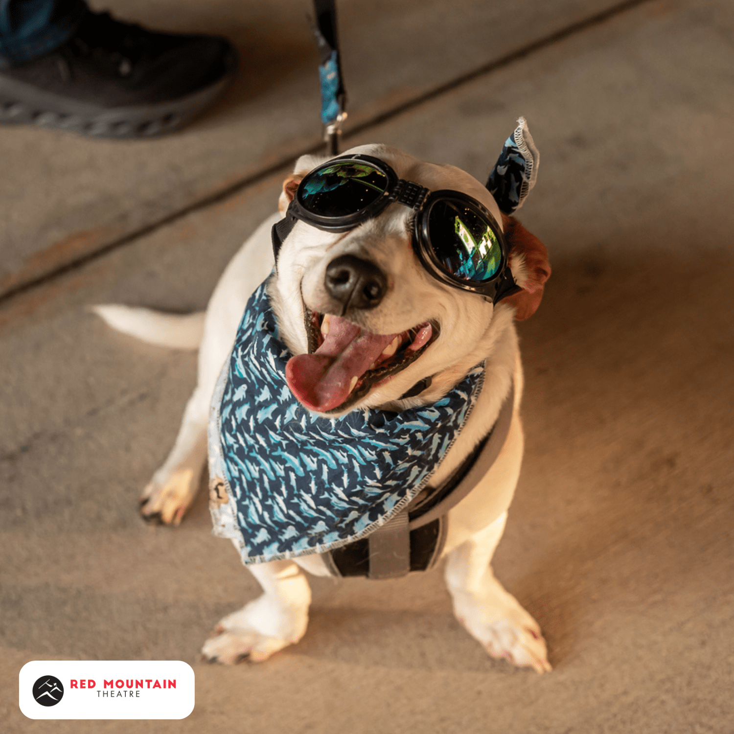 Woofstock Pup Festival
