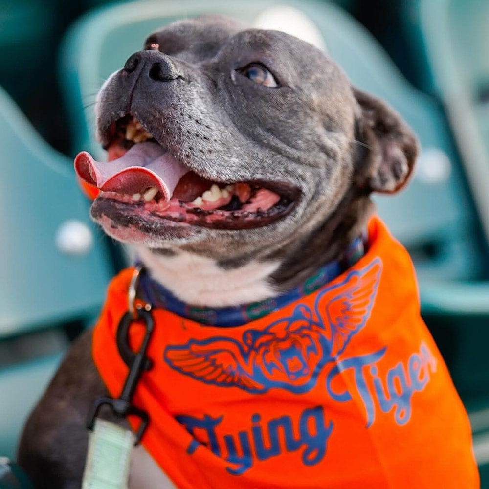 Bark in the Park