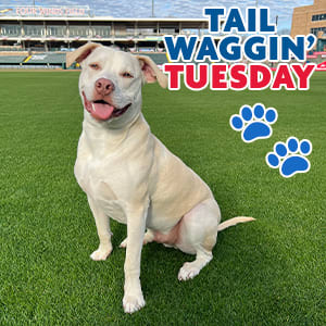 Tail Waggin' Tuesday