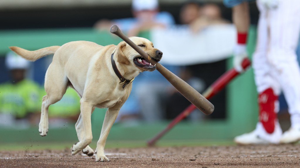 Threshers bat dog Lucy May retrives a bat in an inning at BayCare Ballpark.