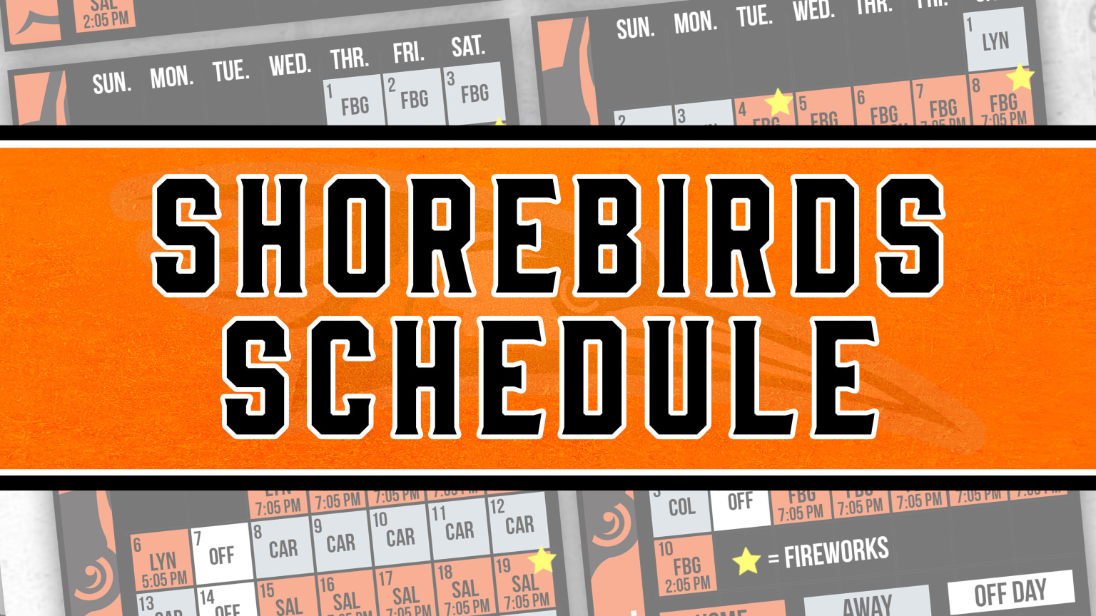 Delmarva Shorebirds