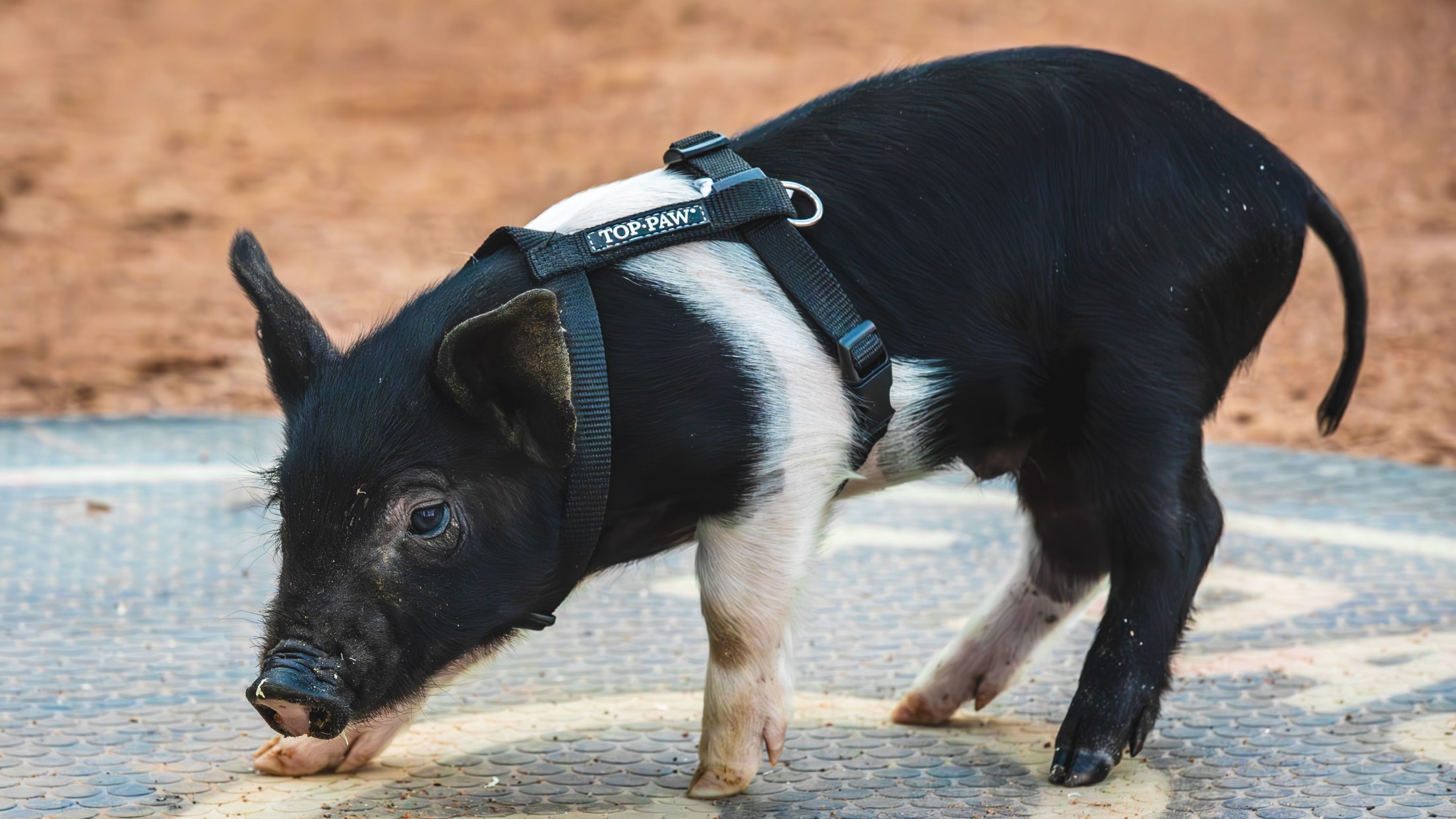 St. Paul Saints name new ball pig MiLB