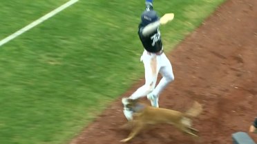 Kendall George gets tripped up by a bat dog