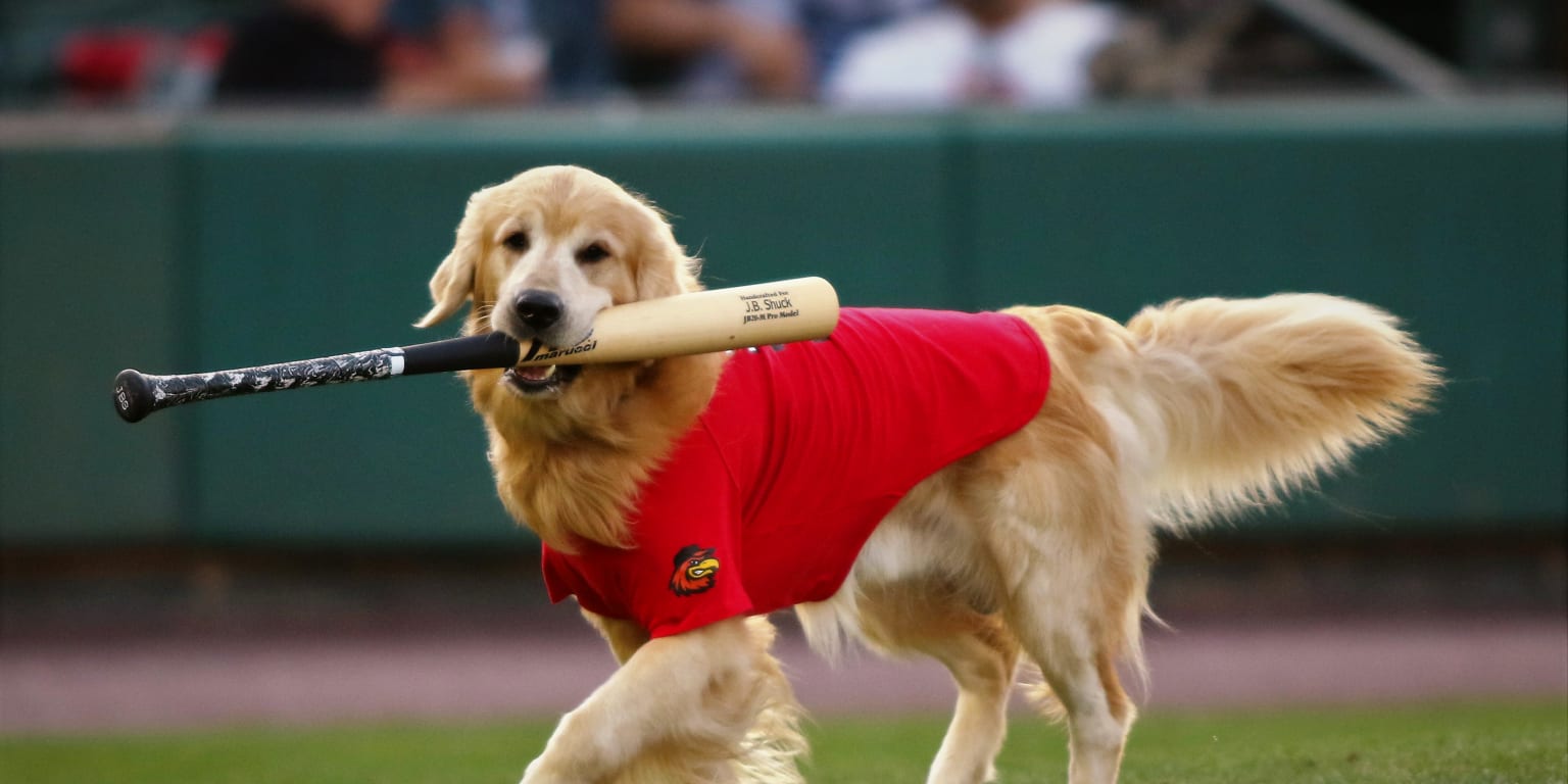 LA Dodgers' special night for dogs and their owners, 'Pups in the