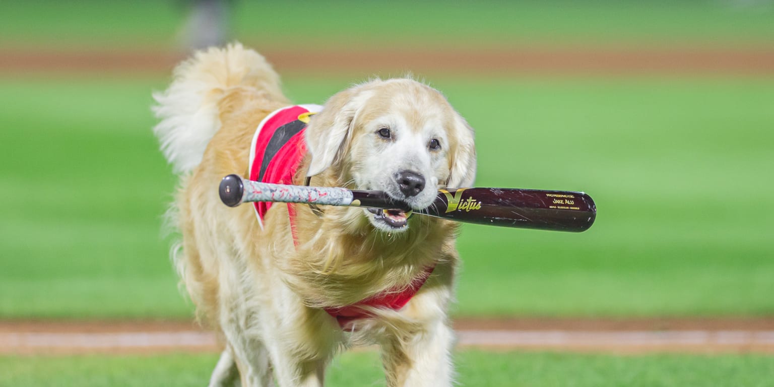 Rochester Red Wings, and Milo the Bat Dog, open season Friday