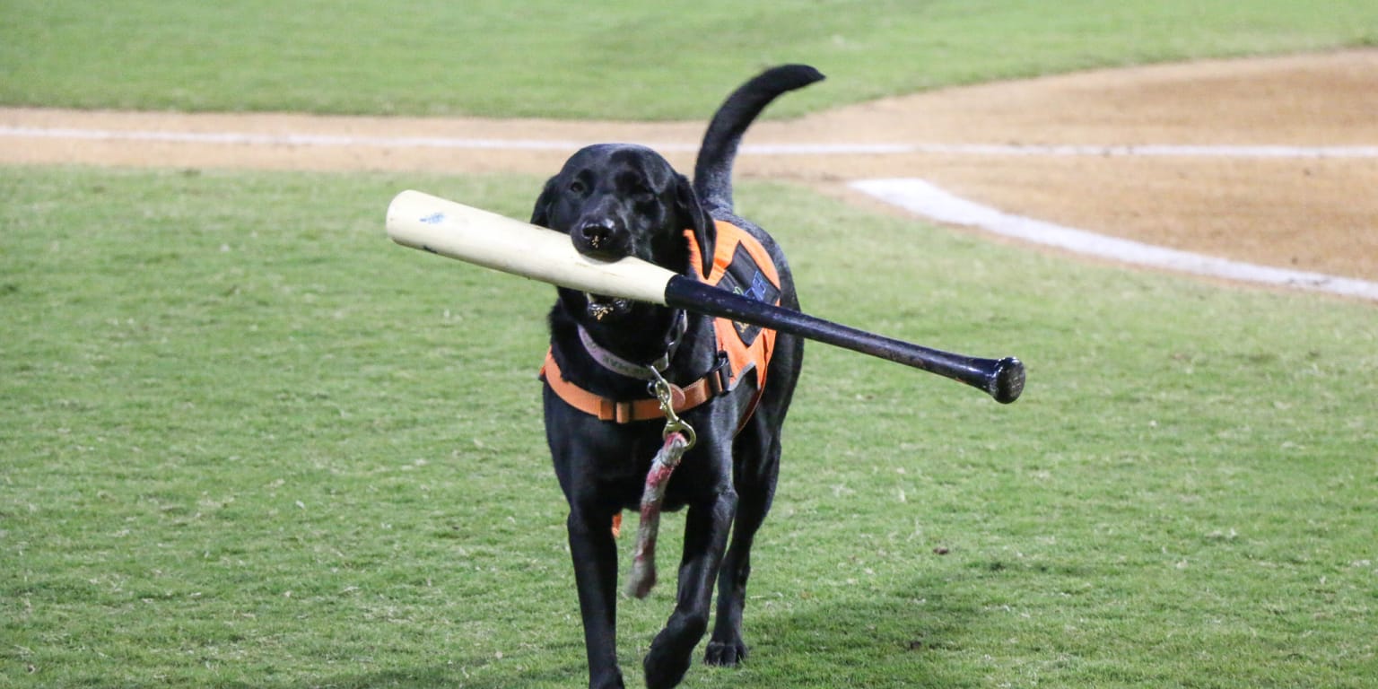 Rookie, Dash Are the Latest Bat Dogs to Retrieve Bats for the