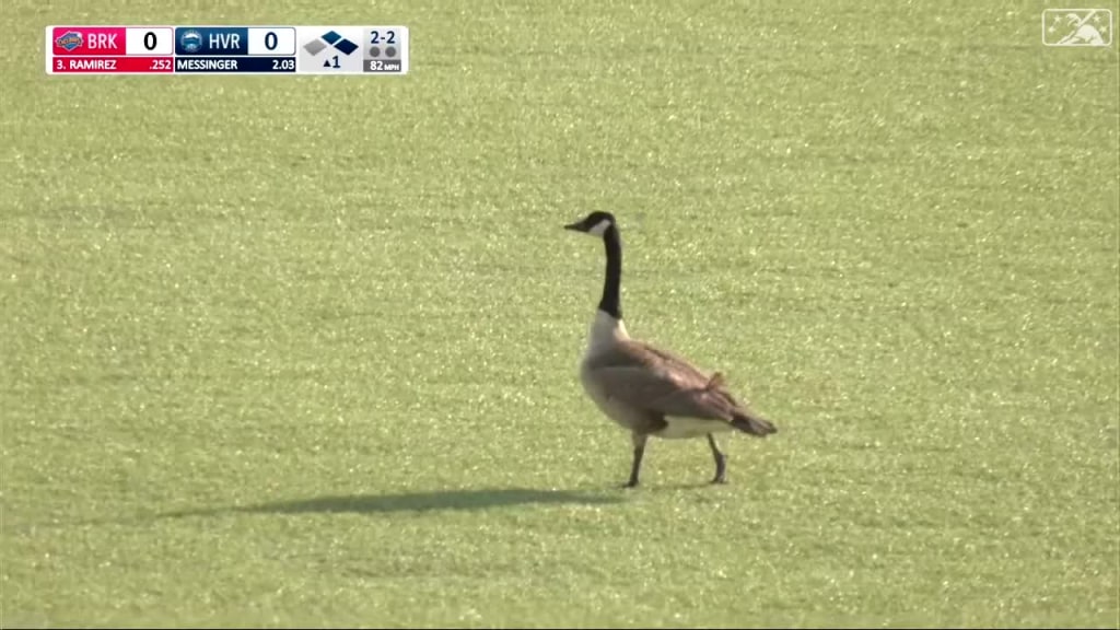 Goose gets loose on the field 05 19 2023 Renegades