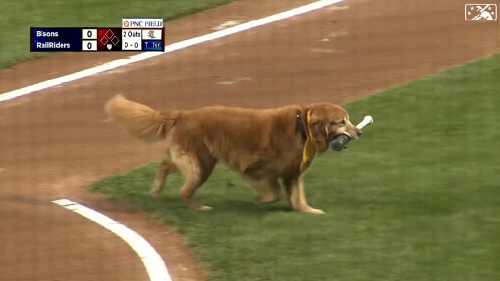 Meet the Baseball Dogs: The Team Bat Dogs and Entertainers of Baseball