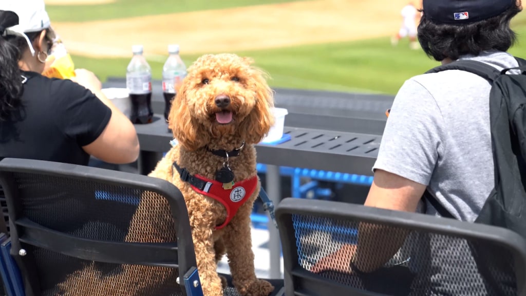 KC Royals' Bark at the Park 2023