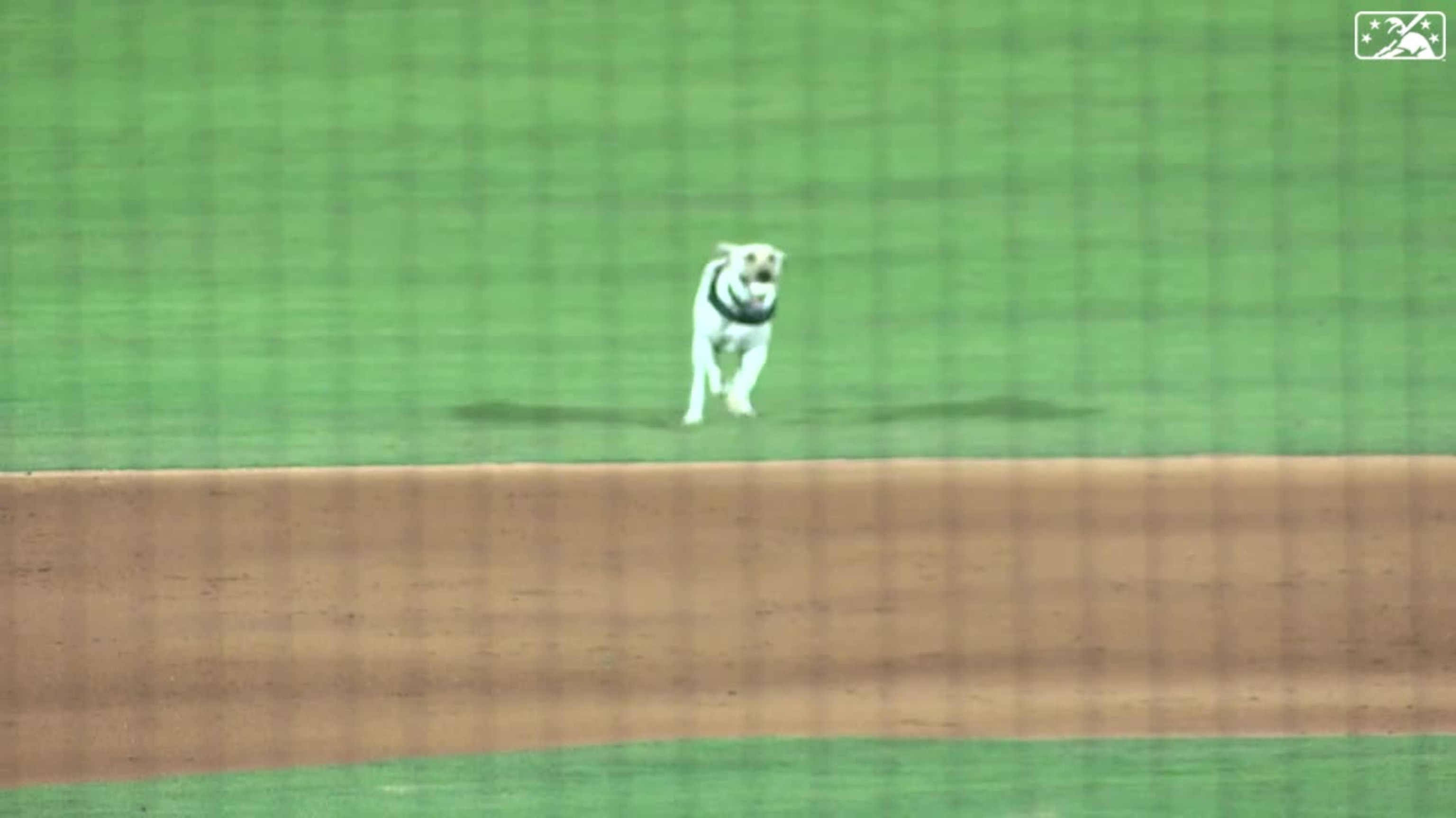 Dog Catches Home Run At New York Mets Game