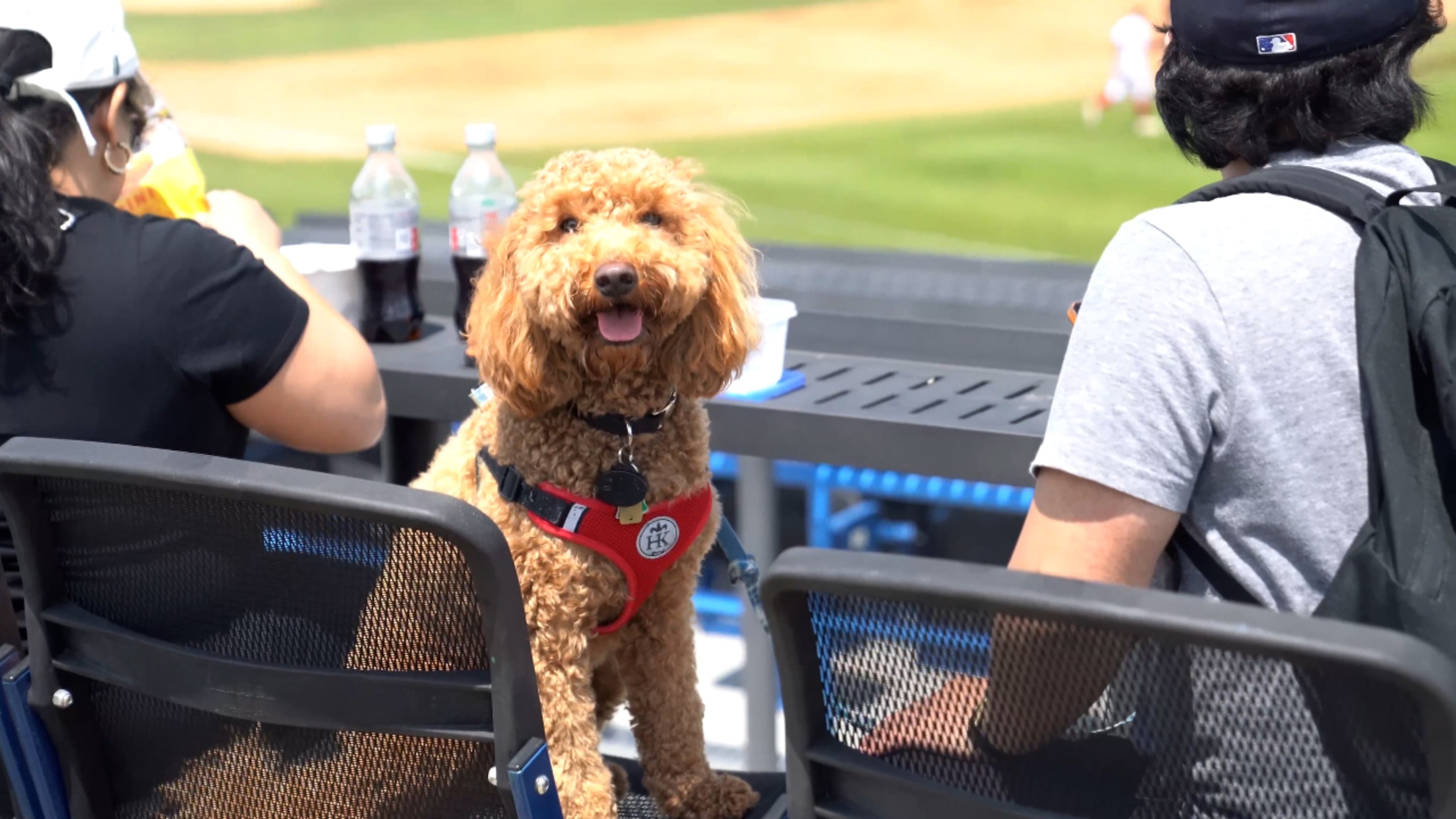 Bark in the Park at Lakewood BlueClaws stadium