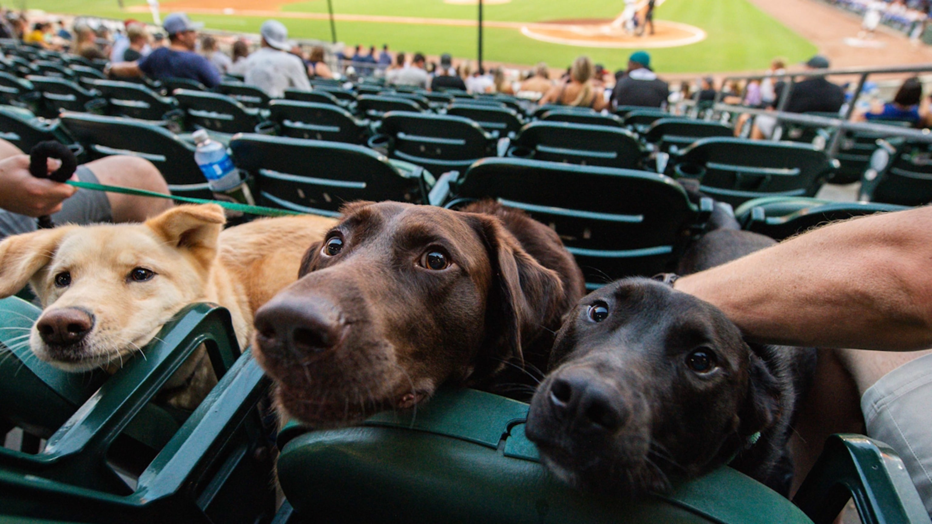 What to know about Charlotte Knights baseball games in 2023