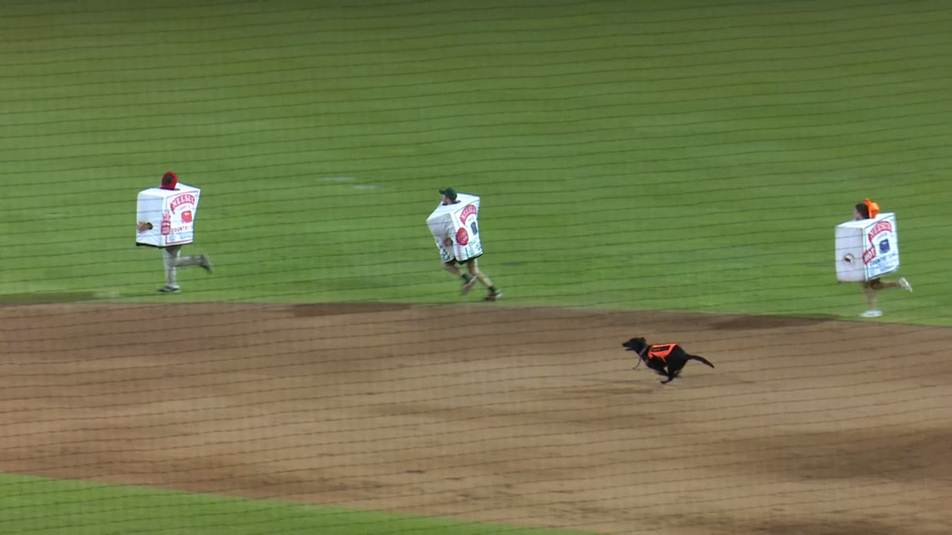 Dog gets in on sausage race, 04/30/2023