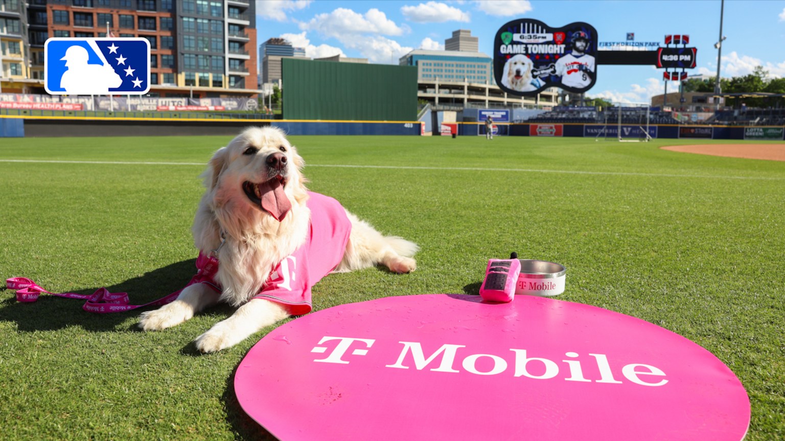 Cheerio the Bat Dog's POV! | 06/07/2024 | MiLB.com