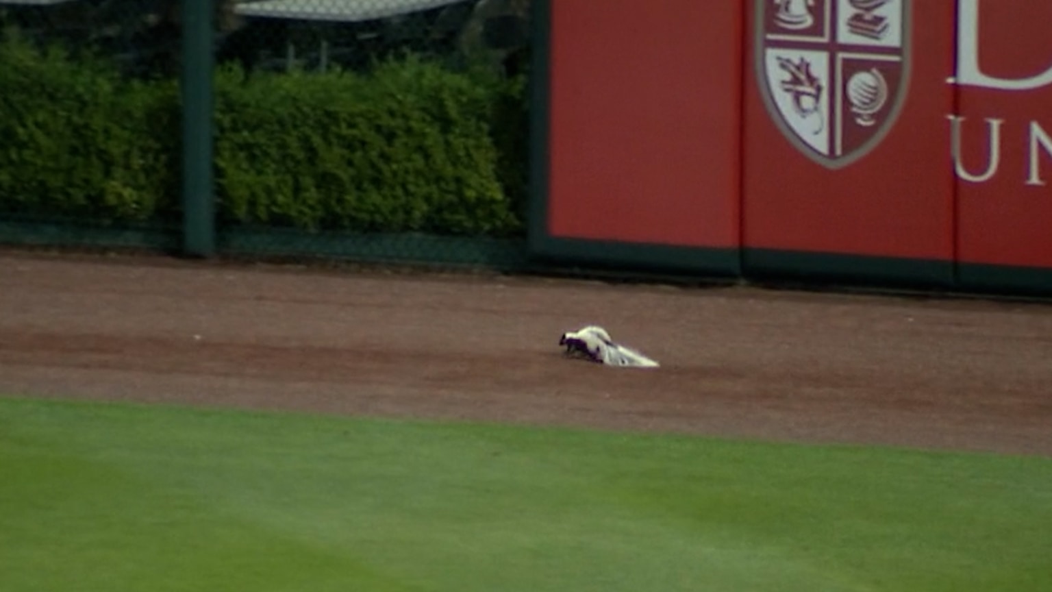 That stinks! Skunk halts Springfield Cardinals game for quick stroll