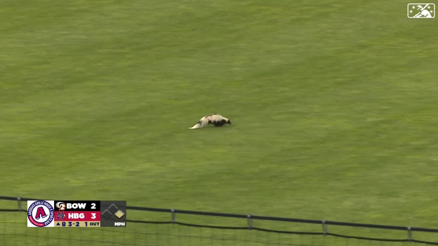 Skunks in Cardinals' dugout at Dodger Stadium