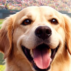 Bark in the Park