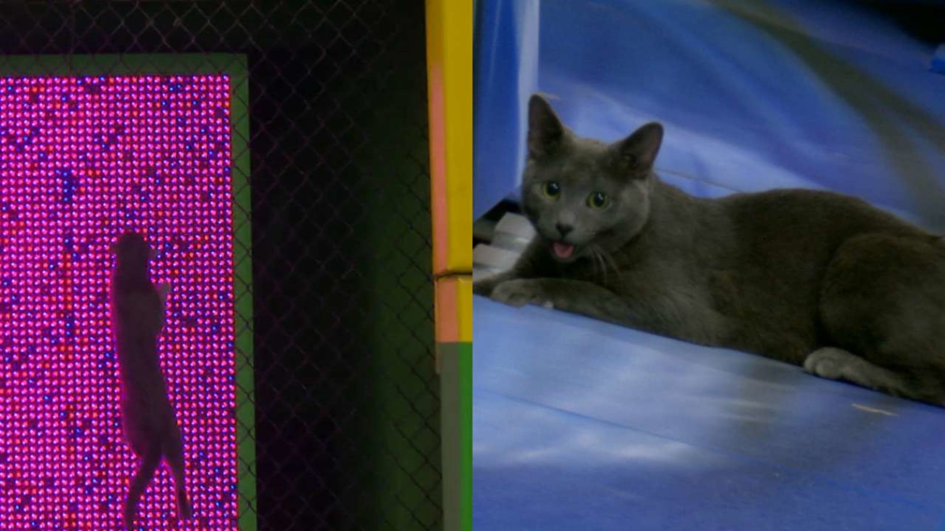 Cat Crashes Miami Marlins Baseball Game, Becomes Rally Cat