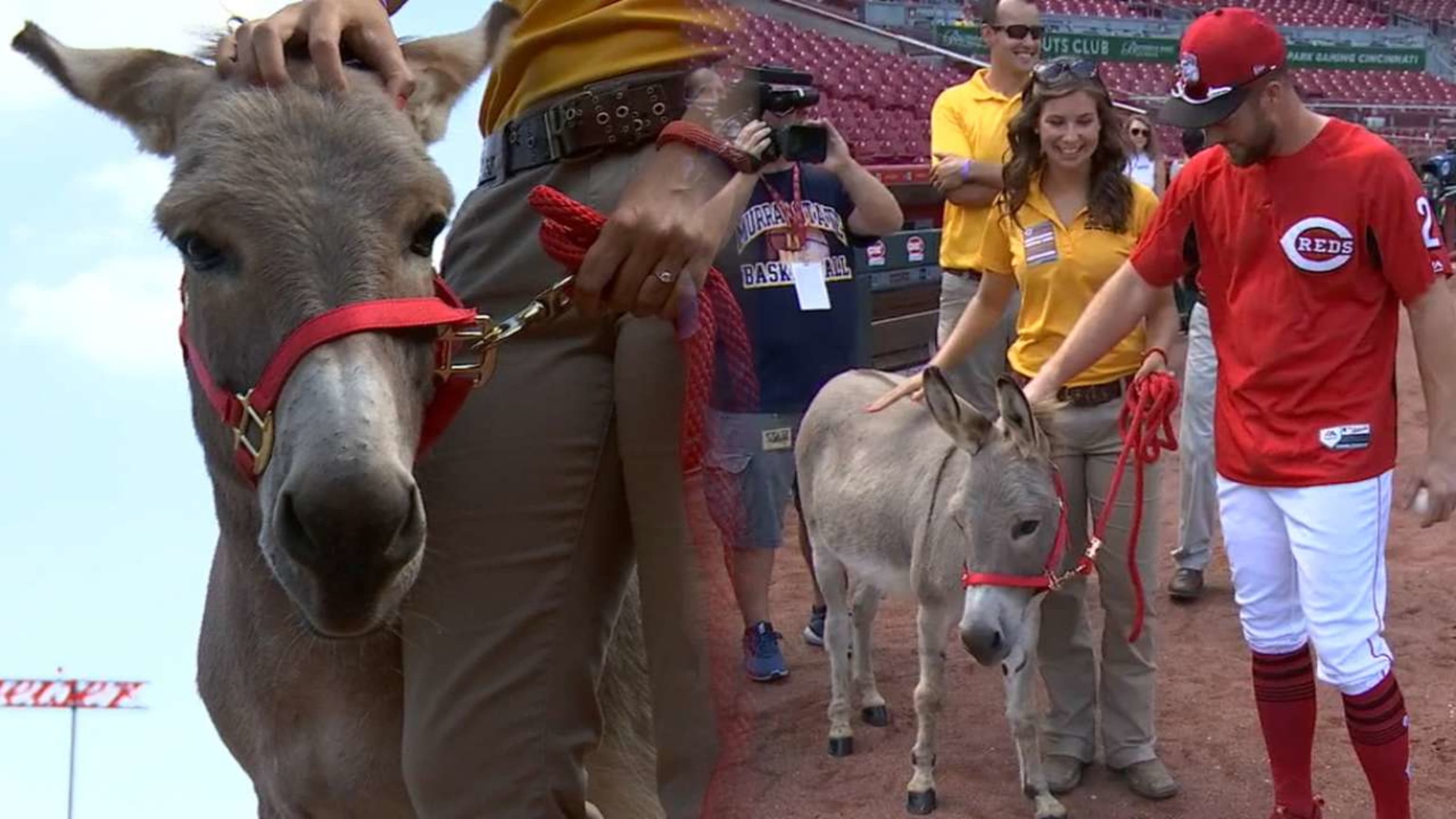 The story of the now-underappreciated Joey Votto, Zack Cozart and an  All-Star donkey 