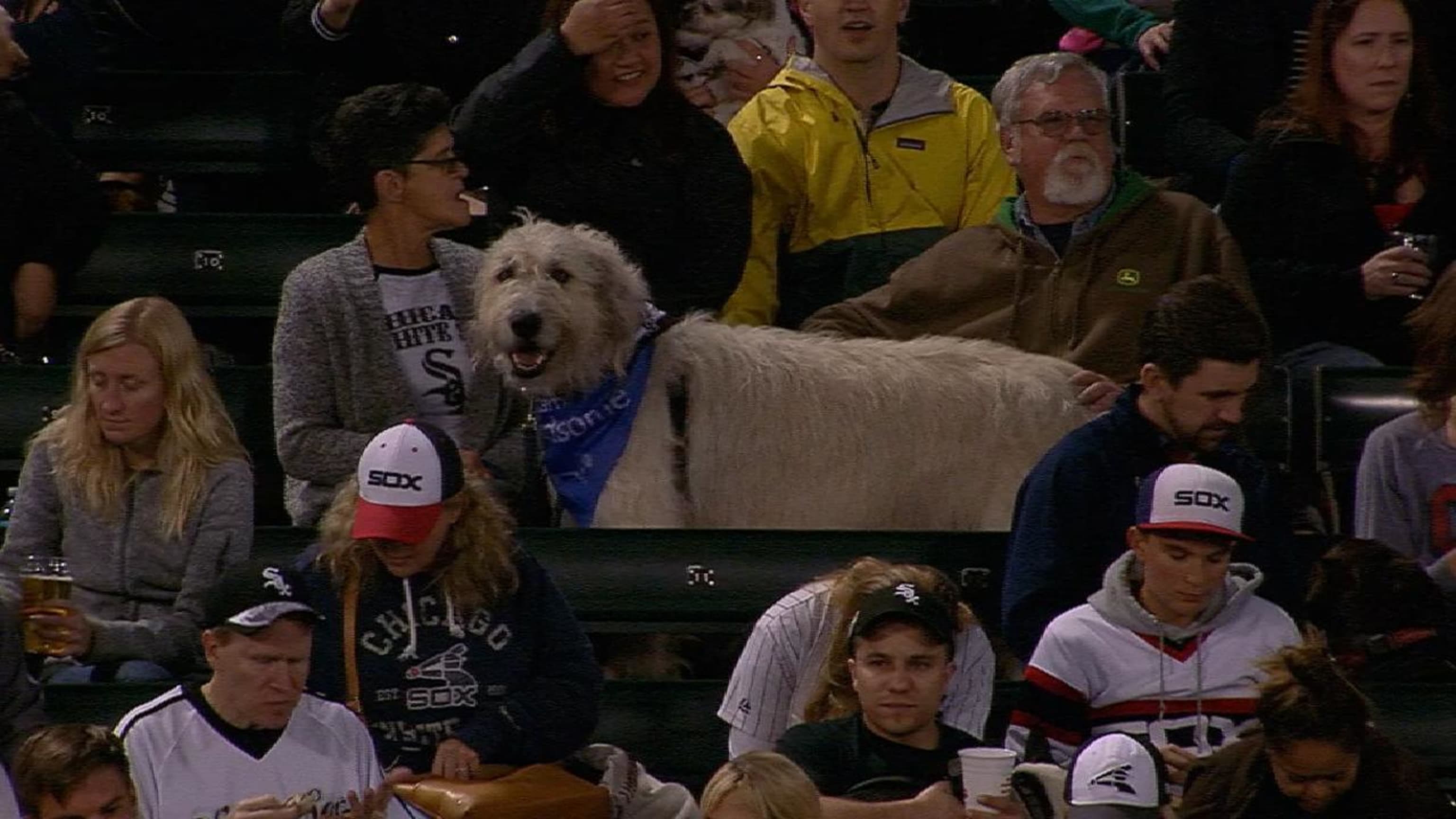 Chicago White Sox MLB Baseball Dog Bandanna Dog Scarf 