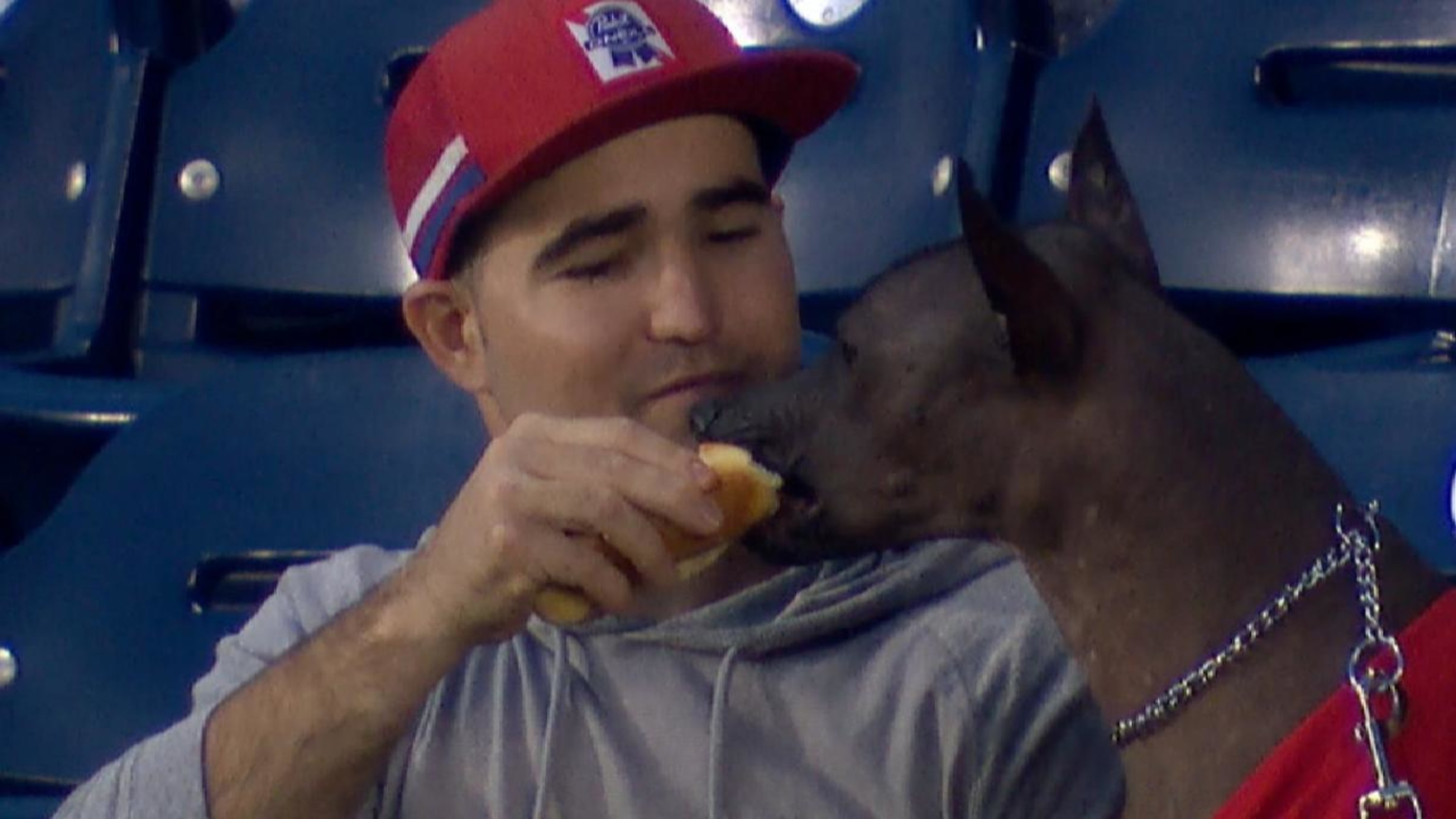 A good dog took in a Nationals game while eating a hot dog 