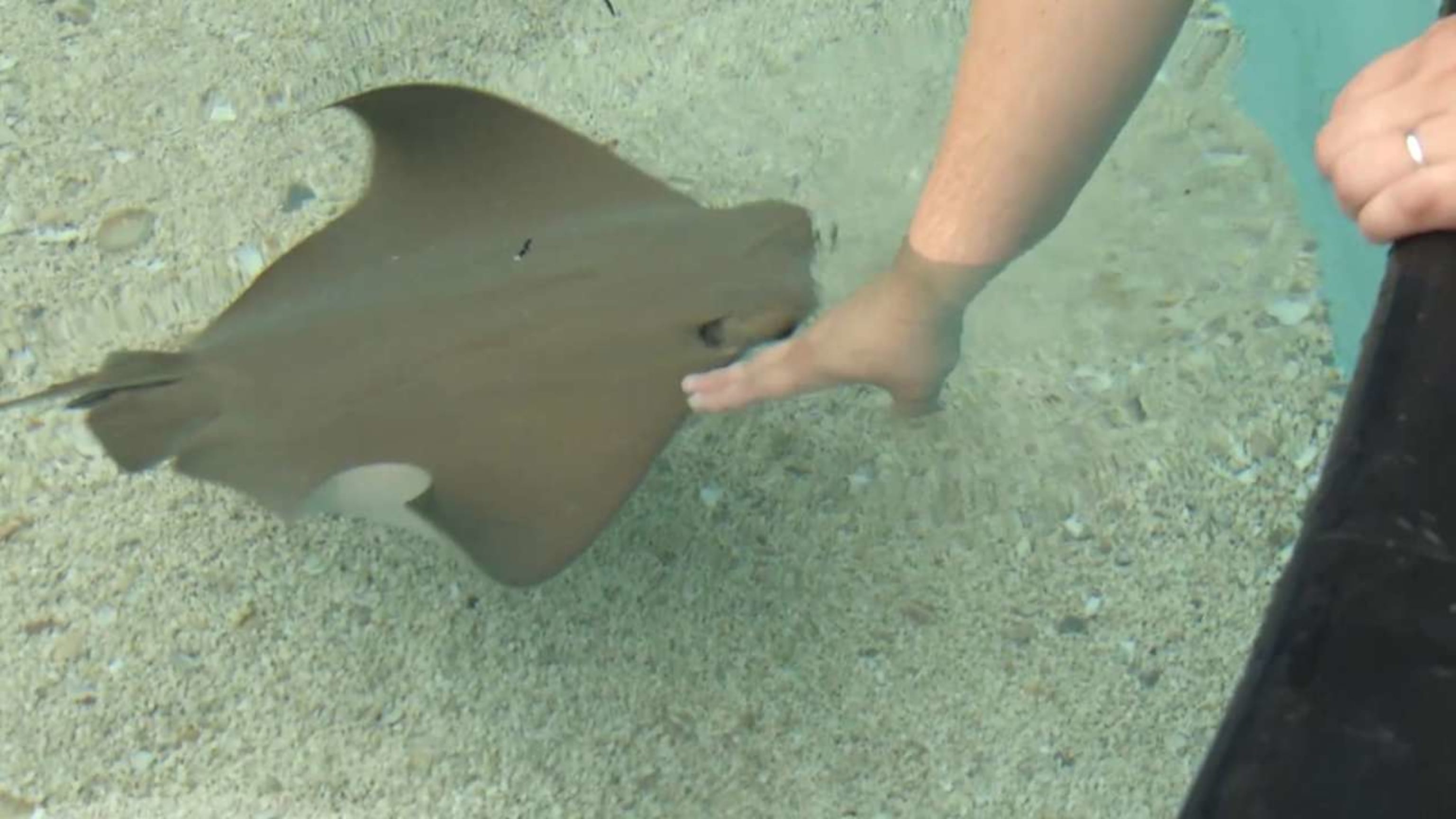 Sting Ray Touch Tank at Tropicana Field 