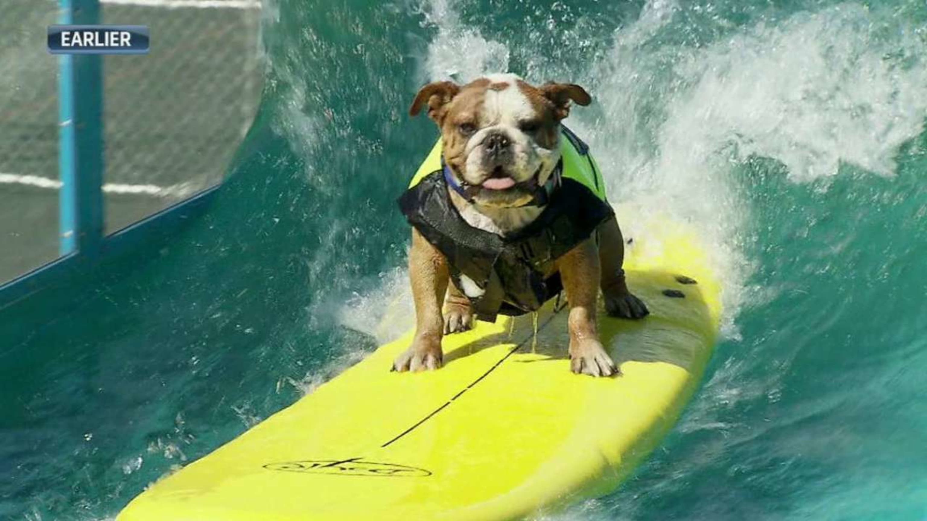 Bark in the Park: Ballpark Dogs - Sports Illustrated