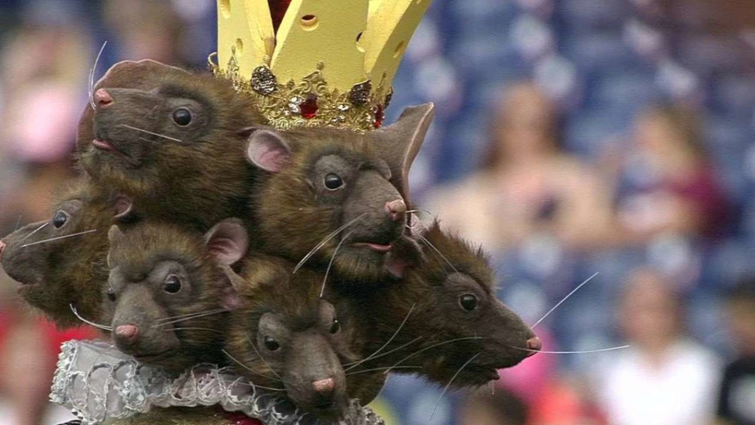 The Mouse King s ceremonial first pitch terrified the Phanatic and