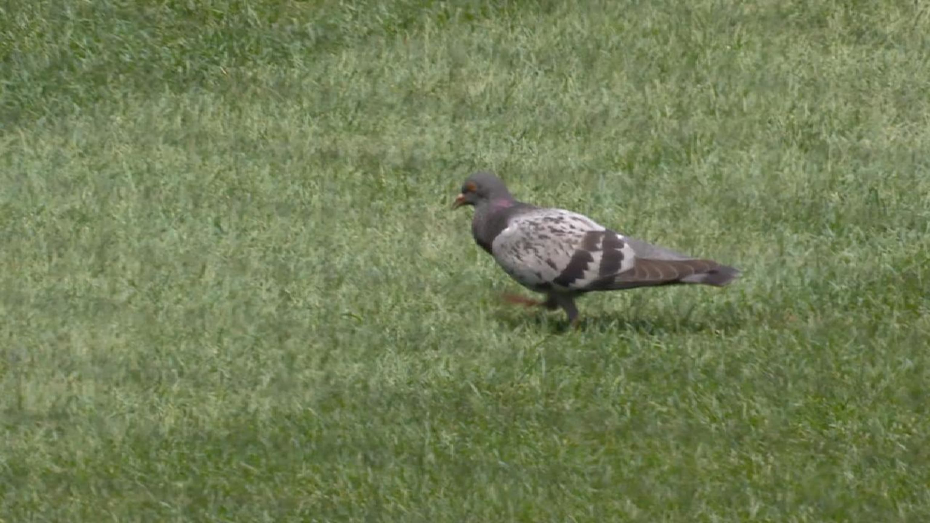 Introducing the Rally Pigeon, who inspired a five-dinger inning for the  Nationals | MLB.com