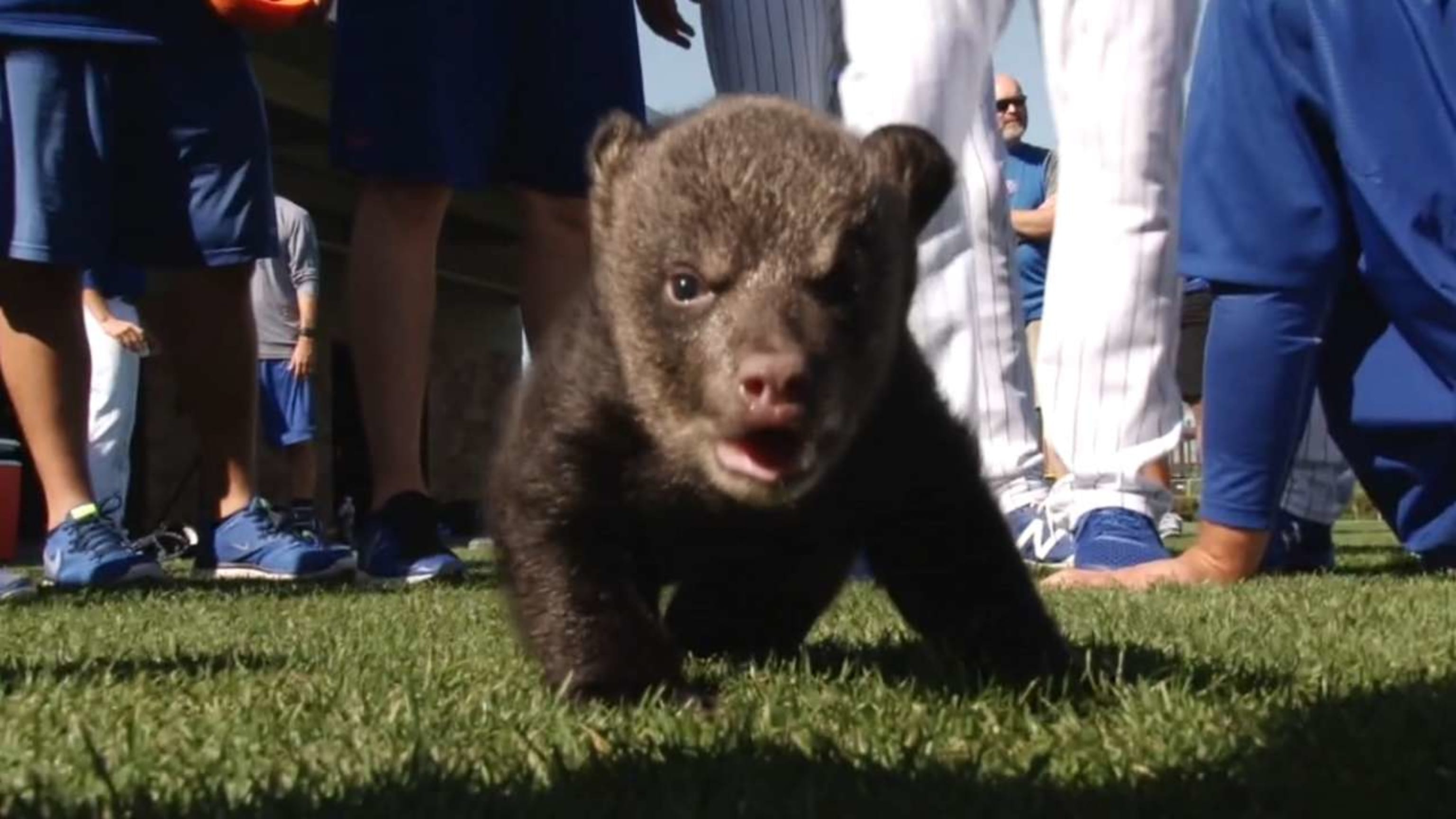 Chicago Cubs on X: @IowaCubs Happy birthday, Cubbie Bear! 🐻⚾️🥳   / X