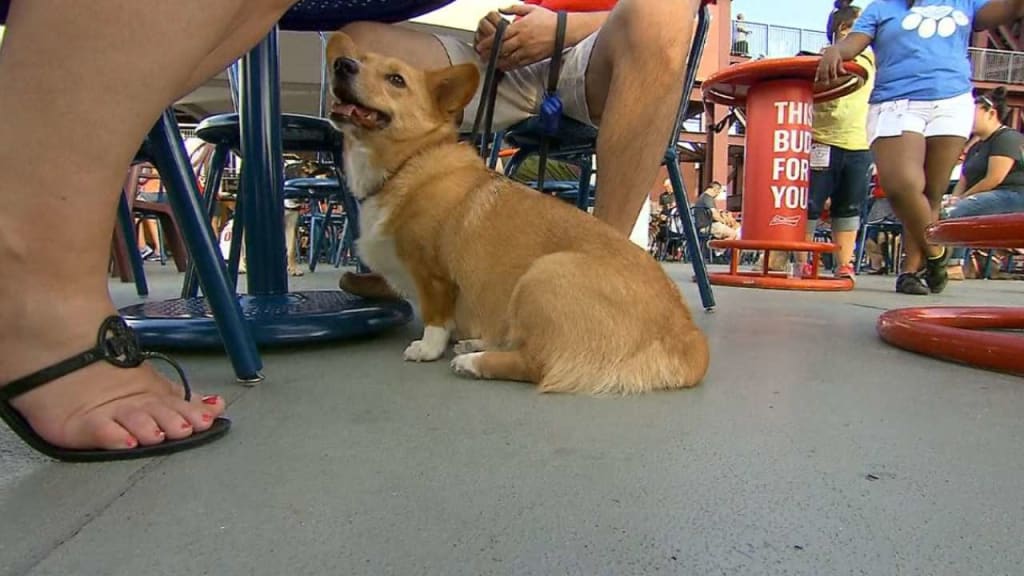 Bark in the Park draw Dodger fans and pets to the last week of play