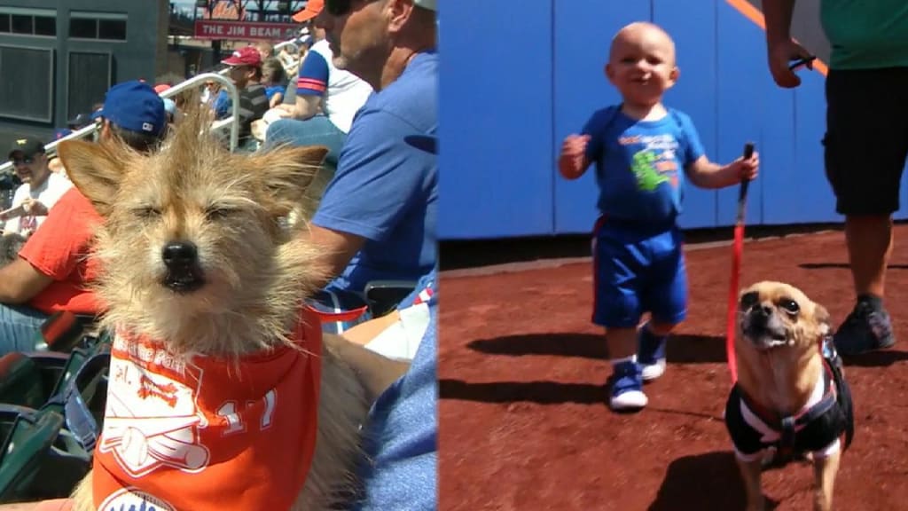 Dogs dressed as New York Mets players walk the warning track for Bark in  the Park Day before a game against the Atlanta Braves at Citi Field in New  York City on