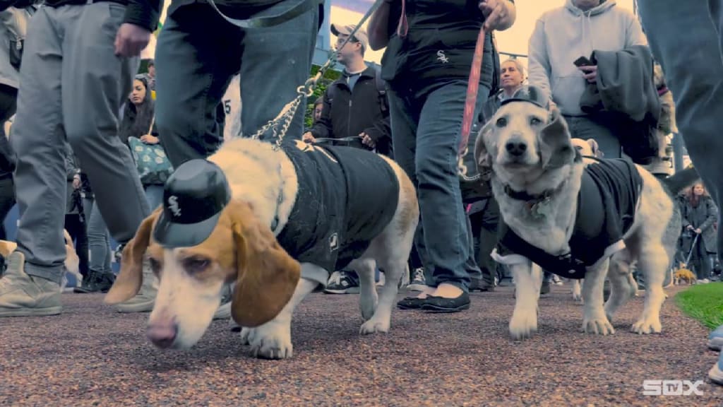 White Sox Dog Day 2022