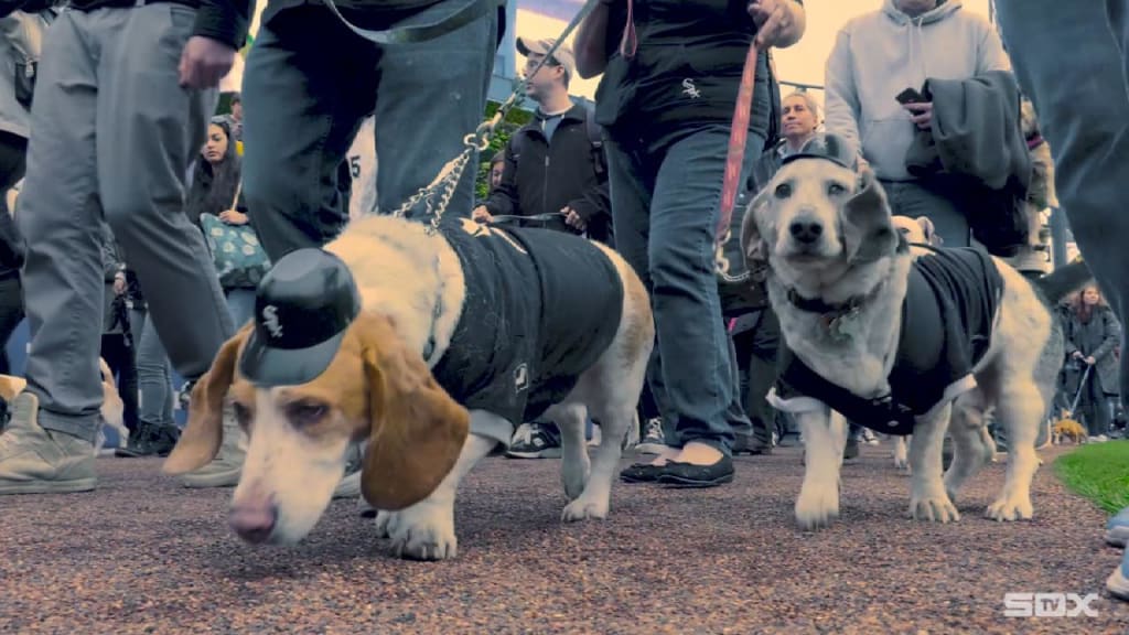 Chicago White Sox on X: 🐾 Meet Leo 🐾 Leo, a Pitbull rescue, is