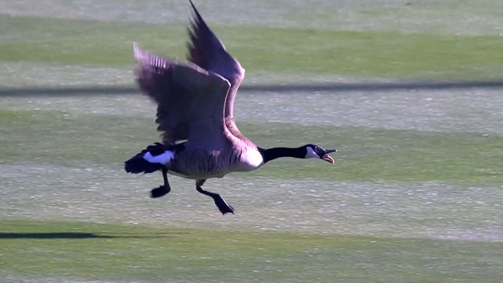 The Goose is in the house for @lakings Dodgers Night!